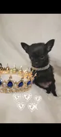 Prince , a male Chihuahua for sale in San Antonio, TX – 2 of 7