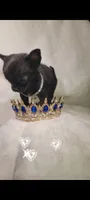 Prince , a male Chihuahua for sale in San Antonio, TX – 7 of 7