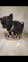Prince , a male Chihuahua for sale in San Antonio, TX – 6 of 7