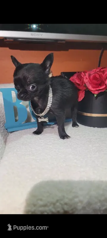 Prince  – Chihuahua puppy for sale in San Antonio, TX