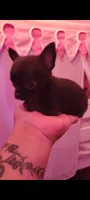 Prince , a male Chihuahua for sale in San Antonio, TX – 4 of 7