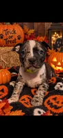 Green Collar Merle, a female American Bully for sale in Marion, IL – 6 of 10