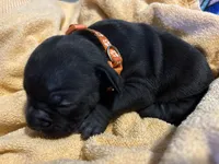 Holland Jr (Orange Collar), a female American Bully for sale in Marion, IL – 9 of 10