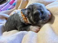 Princess (Orange Collar), a female American Bully for sale in Marion, IL – 10 of 10