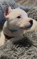 Ying (Blue Collar), a male American Bully for sale in Marion, IL – 5 of 10