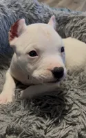 Ying (Blue Collar), a male American Bully for sale in Marion, IL – 4 of 10