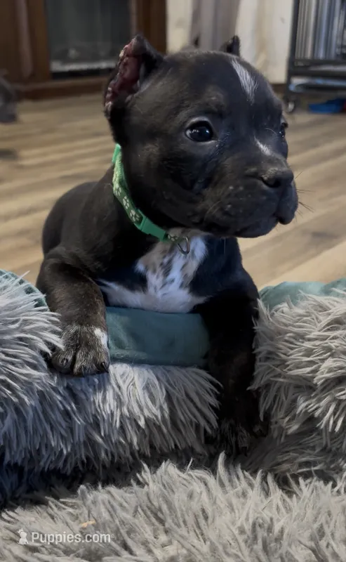 Stripe (Green Collar) – American Bully puppy for sale in Marion, IL