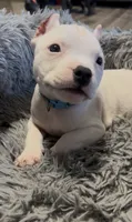 Ying (Blue Collar), a male American Bully for sale in Marion, IL – 2 of 10