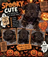 Red Collar, a male American Bully for sale in Marion, IL – 10 of 10