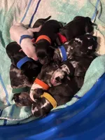 Yang (Blue Collar), a male American Bully for sale in Marion, IL – 6 of 9