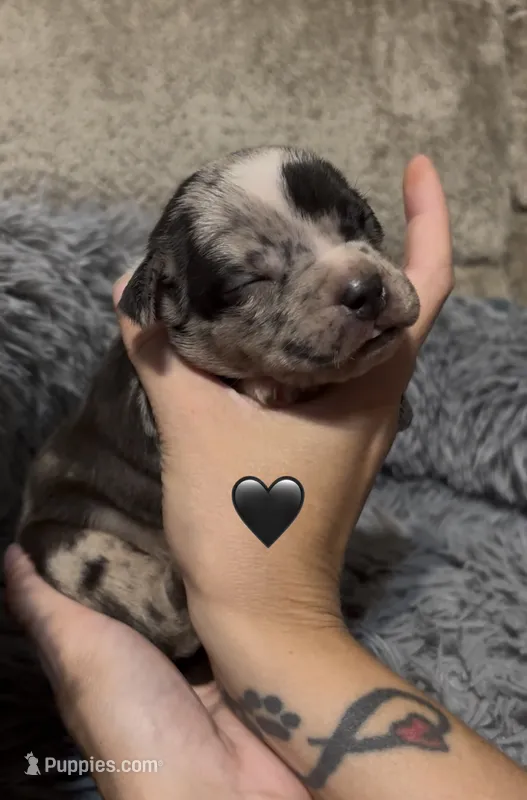 Black Collar Merle – American Bully puppy for sale in Marion, IL