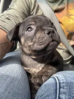 Red Collar, a male American Bully for sale in Marion, IL – 2 of 10