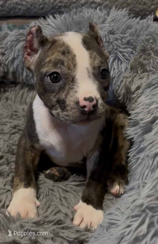 Princess (Orange Collar) – American Bully puppy for sale in Marion, IL