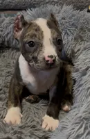 Princess (Orange Collar), a female American Bully for sale in Marion, IL – 1 of 10
