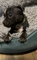 Stripe (Green Collar), a male American Bully for sale in Marion, IL – 7 of 10