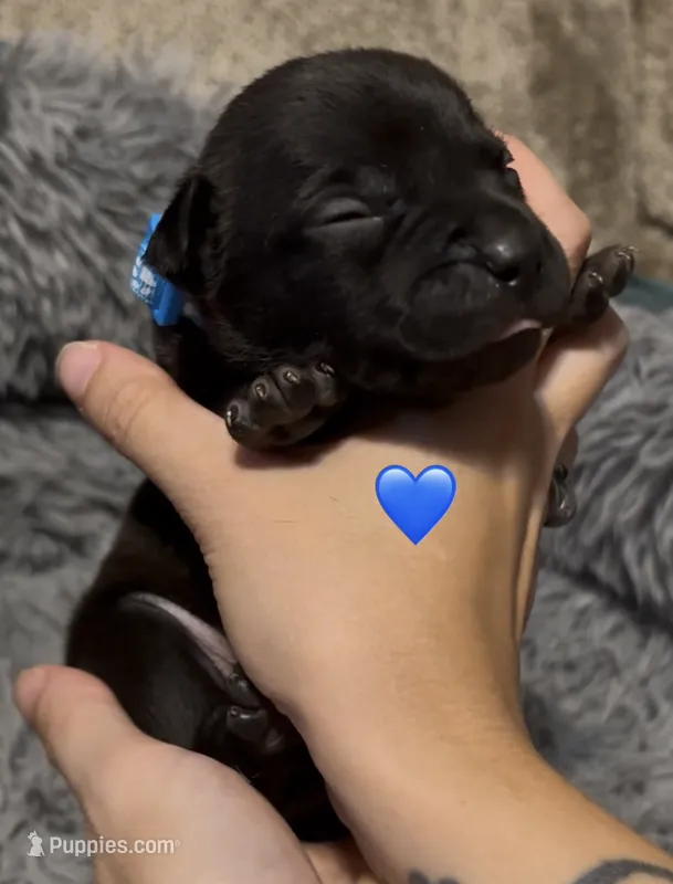 Yang (Blue Collar) – American Bully puppy for sale in Marion, IL