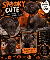 Holland Jr (Orange Collar), a female American Bully for sale in Marion, IL – 5 of 10