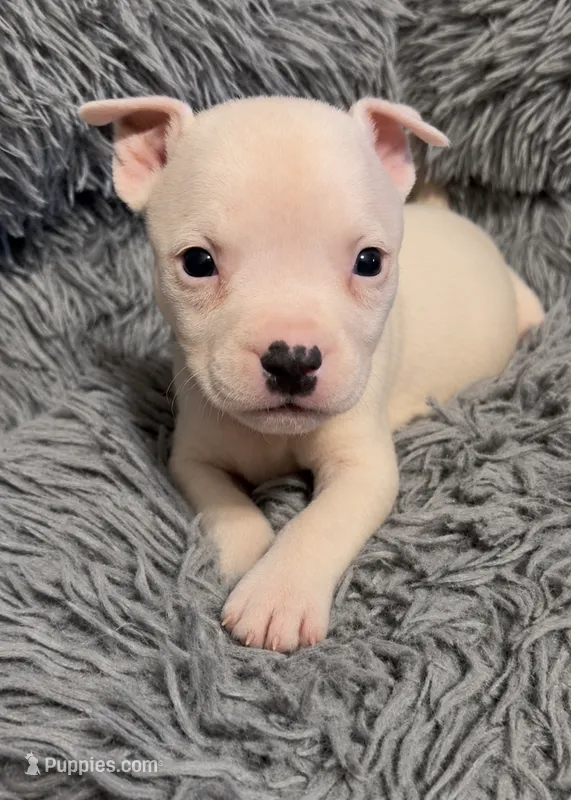 Ying (Blue Collar) – American Bully puppy for sale in Marion, IL