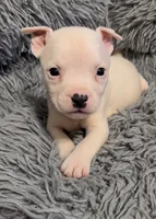 Ying (Blue Collar), a male American Bully for sale in Marion, IL – 6 of 10