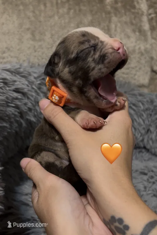 Princess (Orange Collar) – American Bully puppy for sale in Marion, IL