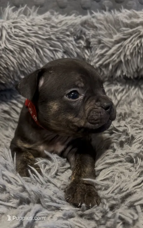 Red Collar – American Bully puppy for sale in Marion, IL
