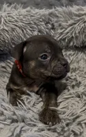 Red Collar, a male American Bully for sale in Marion, IL – 4 of 10