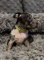 Green Collar Merle, a female American Bully for sale in Marion, IL – 7 of 10