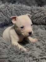 Ying (Blue Collar), a male American Bully for sale in Marion, IL – 9 of 10