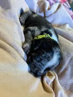Green Collar Merle, a female American Bully for sale in Marion, IL – 9 of 9