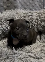 Yang (Blue Collar), a male American Bully for sale in Marion, IL – 8 of 10