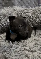 Yang (Blue Collar), a male American Bully for sale in Marion, IL – 7 of 10