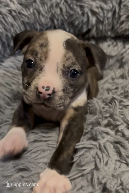Princess (Orange Collar) – American Bully puppy for sale in Marion, IL