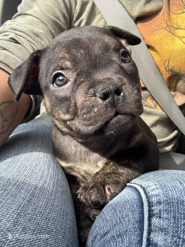 Red Collar – American Bully puppy for sale in Marion, IL