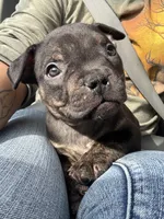 Red Collar, a male American Bully for sale in Marion, IL – 1 of 10