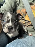 Yellow Collar, a female American Bully for sale in Marion, IL – 3 of 10