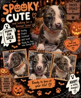 Princess (Orange Collar), a female American Bully for sale in Marion, IL – 10 of 10