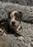 Black Collar Merle, a female American Bully for sale in Marion, IL – 7 of 9