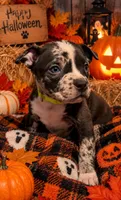 Yellow Collar, a female American Bully for sale in Marion, IL – 6 of 10