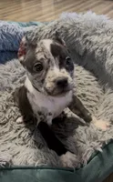 Black Collar Merle, a female American Bully for sale in Marion, IL – 3 of 9
