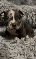Yellow Collar, a female American Bully for sale in Marion, IL – 5 of 10