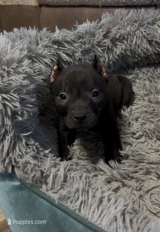 Yang (Blue Collar) – American Bully puppy for sale in Marion, IL