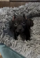 Yang (Blue Collar), a male American Bully for sale in Marion, IL – 1 of 10
