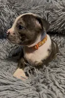 Princess (Orange Collar), a female American Bully for sale in Marion, IL – 6 of 10