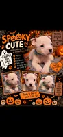 Ying (Blue Collar), a male American Bully for sale in Marion, IL – 7 of 10