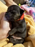 Red Collar, a male American Bully for sale in Marion, IL – 8 of 10