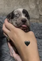 Black Collar Merle, a female American Bully for sale in Marion, IL – 2 of 7