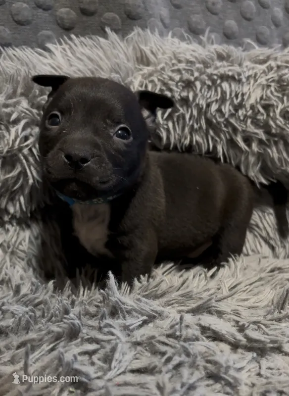 Yang (Blue Collar) – American Bully puppy for sale in Marion, IL