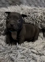 Yang (Blue Collar), a male American Bully for sale in Marion, IL – 5 of 10