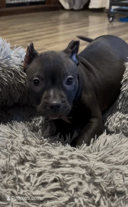 Holland Jr (Orange Collar) – American Bully puppy for sale in Marion, IL