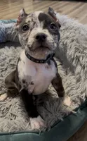 Black Collar Merle, a female American Bully for sale in Marion, IL – 4 of 9
